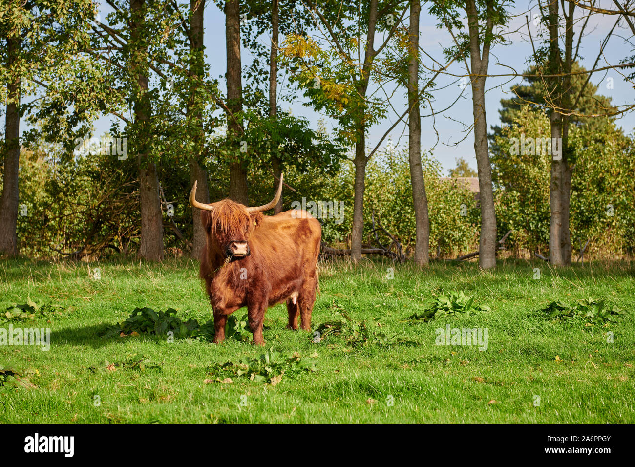 Highland Cattle or Kyloe on pasture, Waldfeucht, North Rhine-Westphalia, Germany Stock Photo