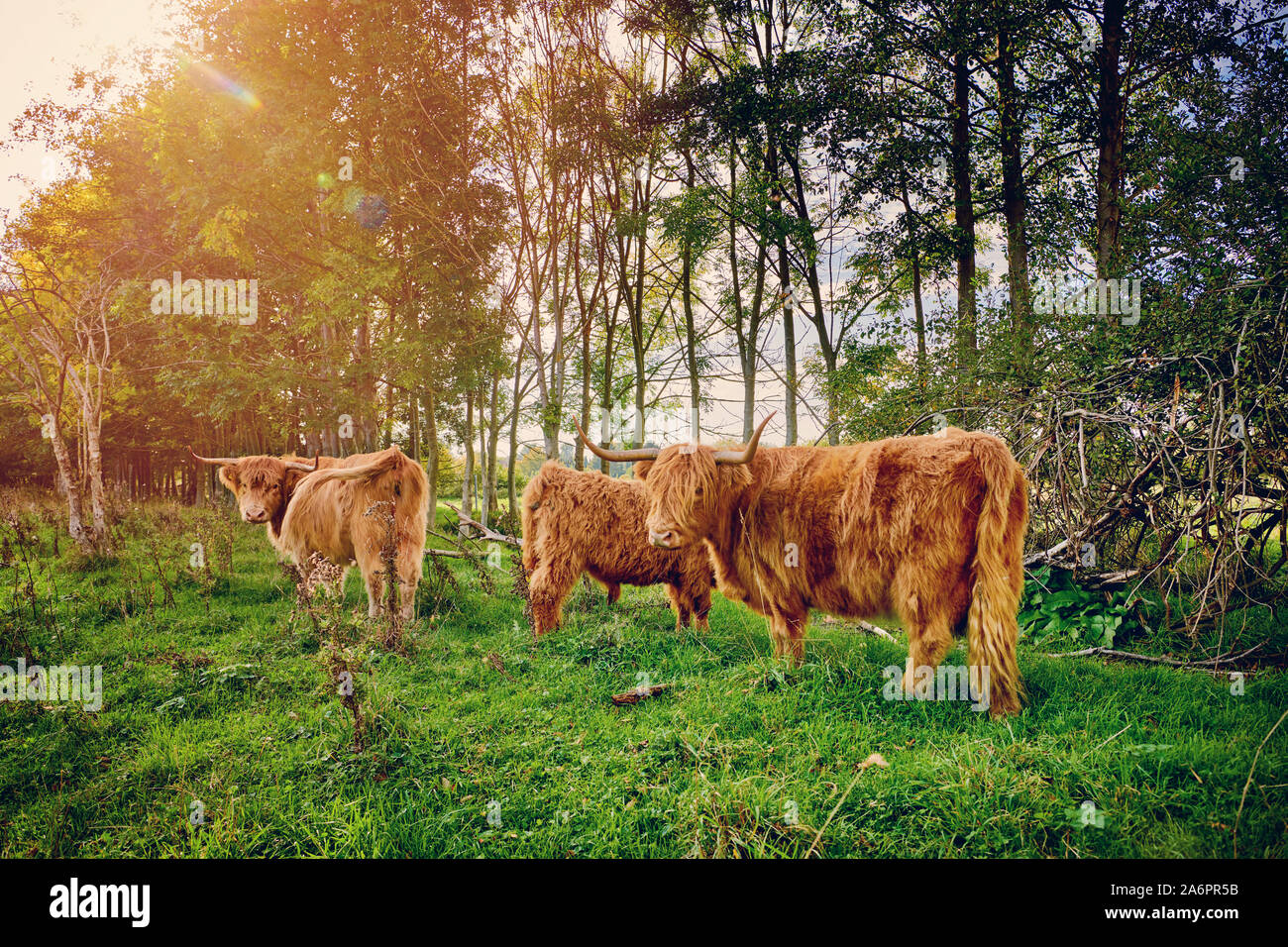 Highland Cattle or Kyloe on pasture, Waldfeucht, North Rhine-Westphalia, Germany Stock Photo