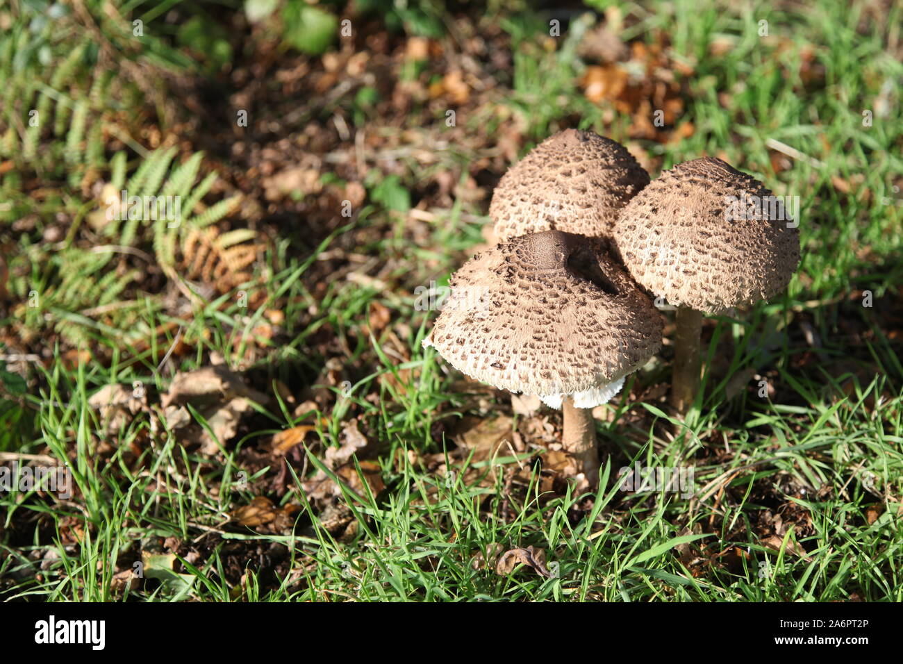 Mushrooms growing on Ashtead Common, Surrey, UK, October 2019 with copy space Stock Photo