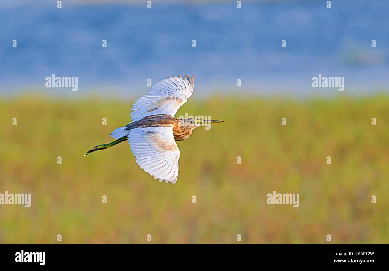 Grey heron (Ardea cinerea) in flight. This large bird hunts in lakes, rivers and marshes, catching fish or small animals with a darting strike of its Stock Photo