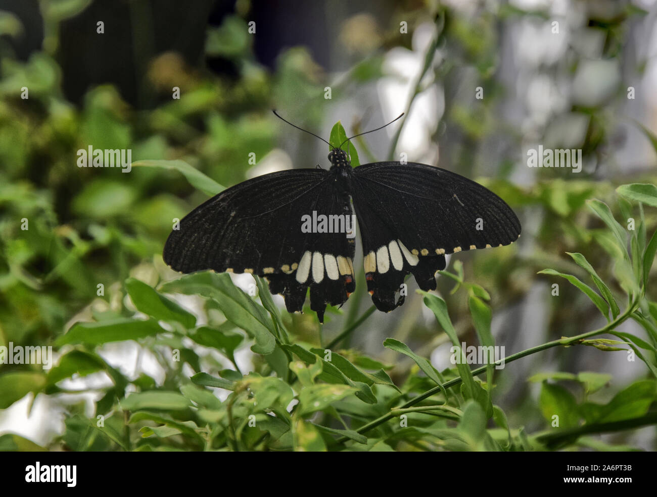 tropical black and white butterfly Stock Photo Alamy