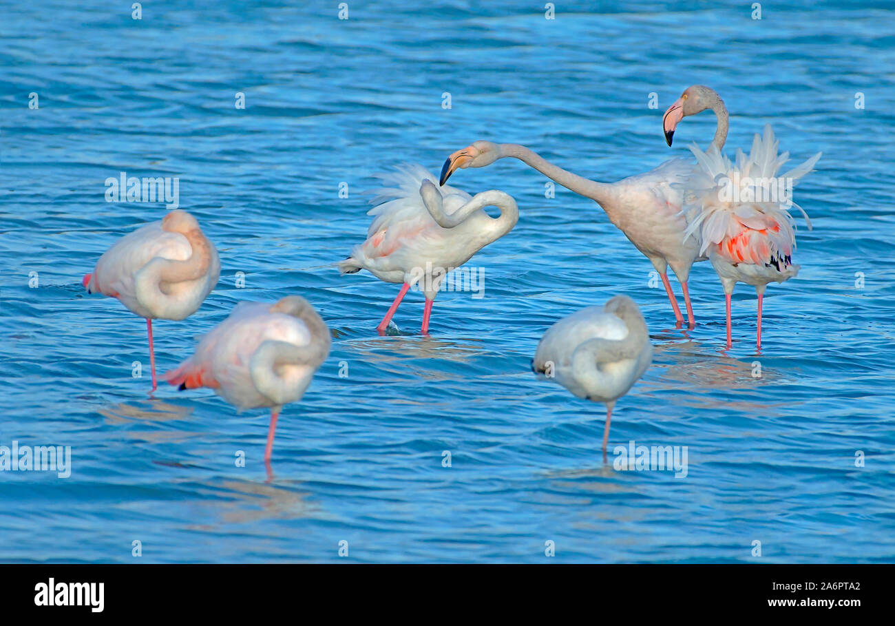 A flock of Greater Flamingo (Phoenicopterus roseus) in a water pool. Photographed in Israel In February Stock Photo