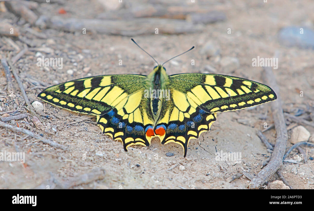 Southern swallowtail (Papilio alexanor) butterfly with its wings spread. This species, also known as the Alexanor, is native to southern Europe. Photo Stock Photo