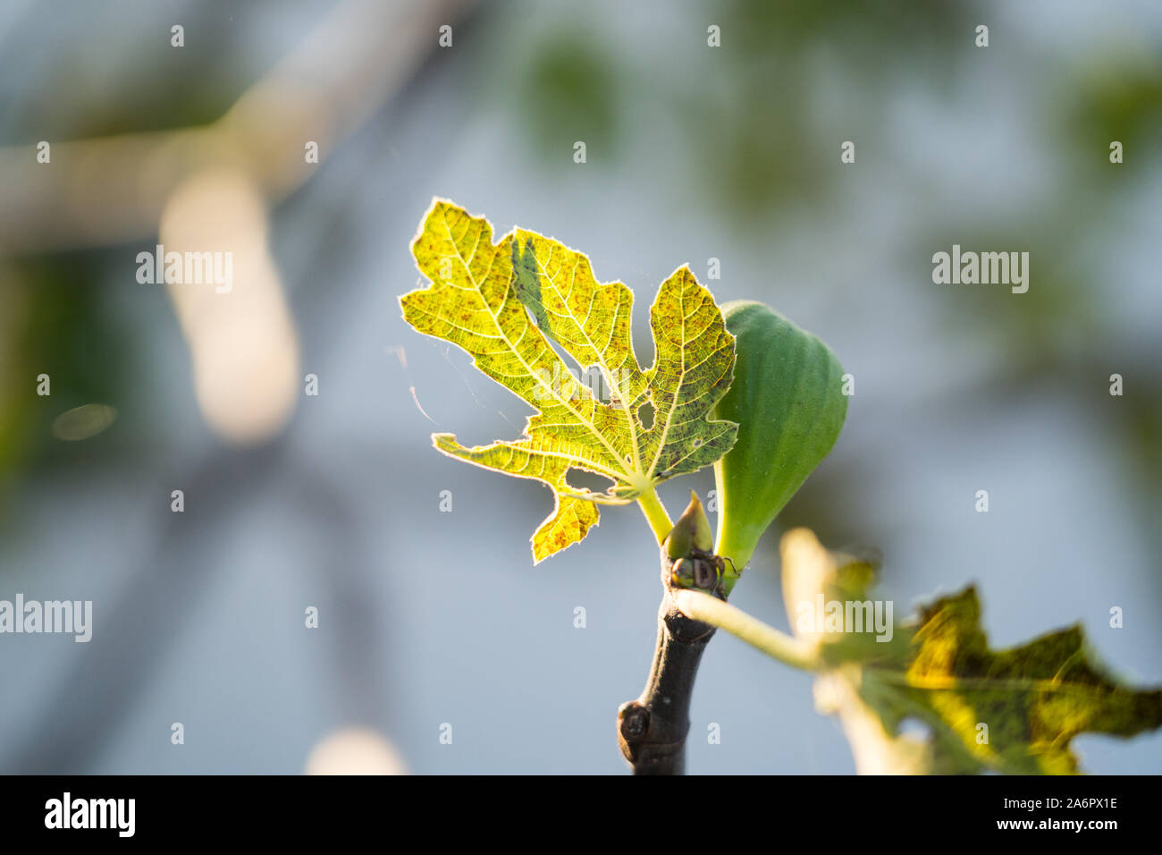 Fig leaf and the fruit. Stock Photo