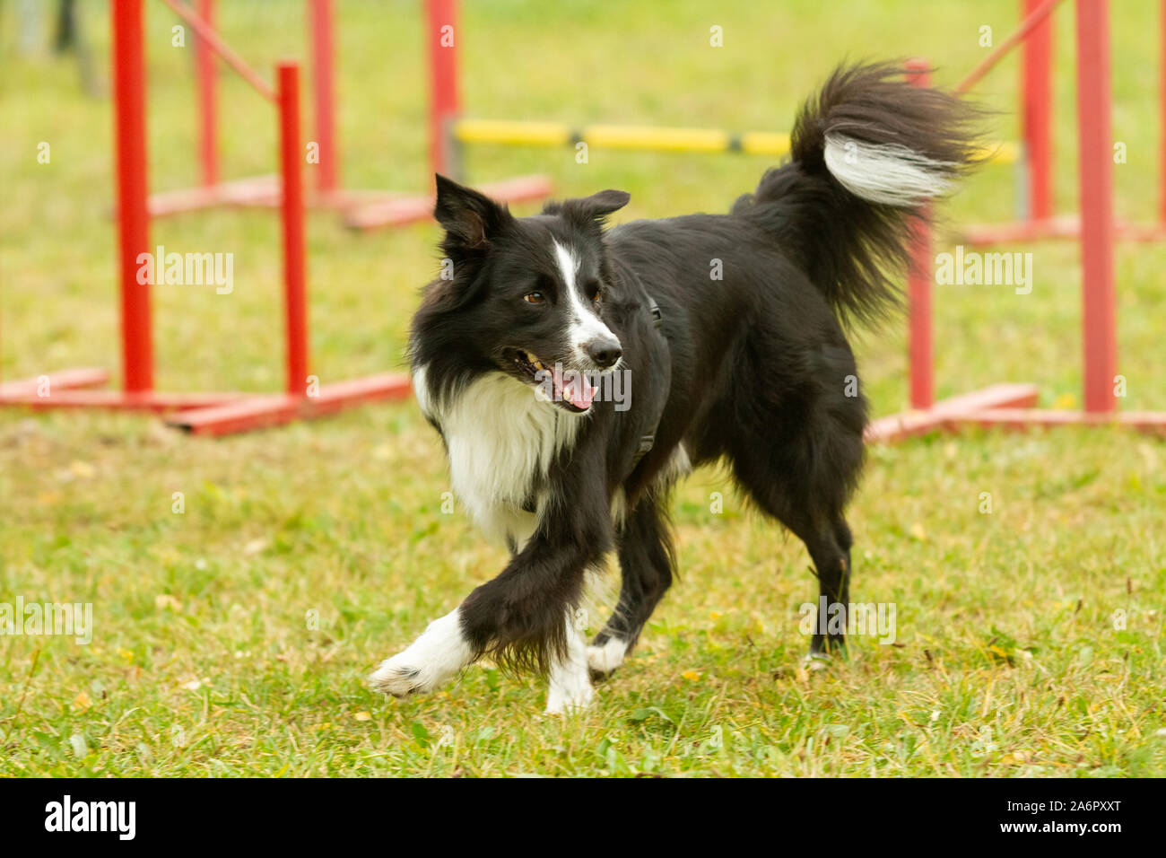 A young border collie dog learns skills in agility training Stock Photo