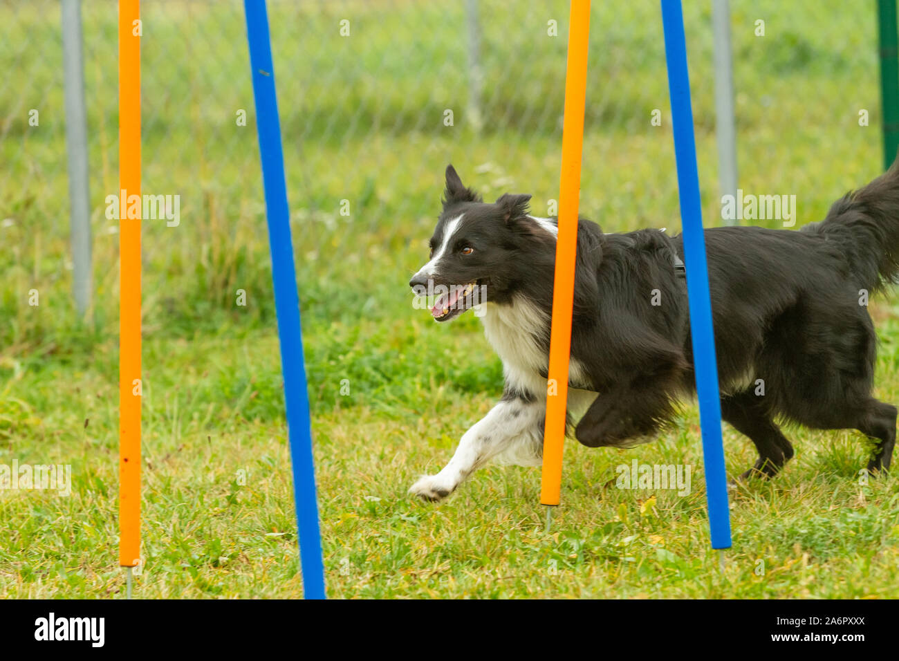 A young border collie dog learns skills in agility training Stock Photo