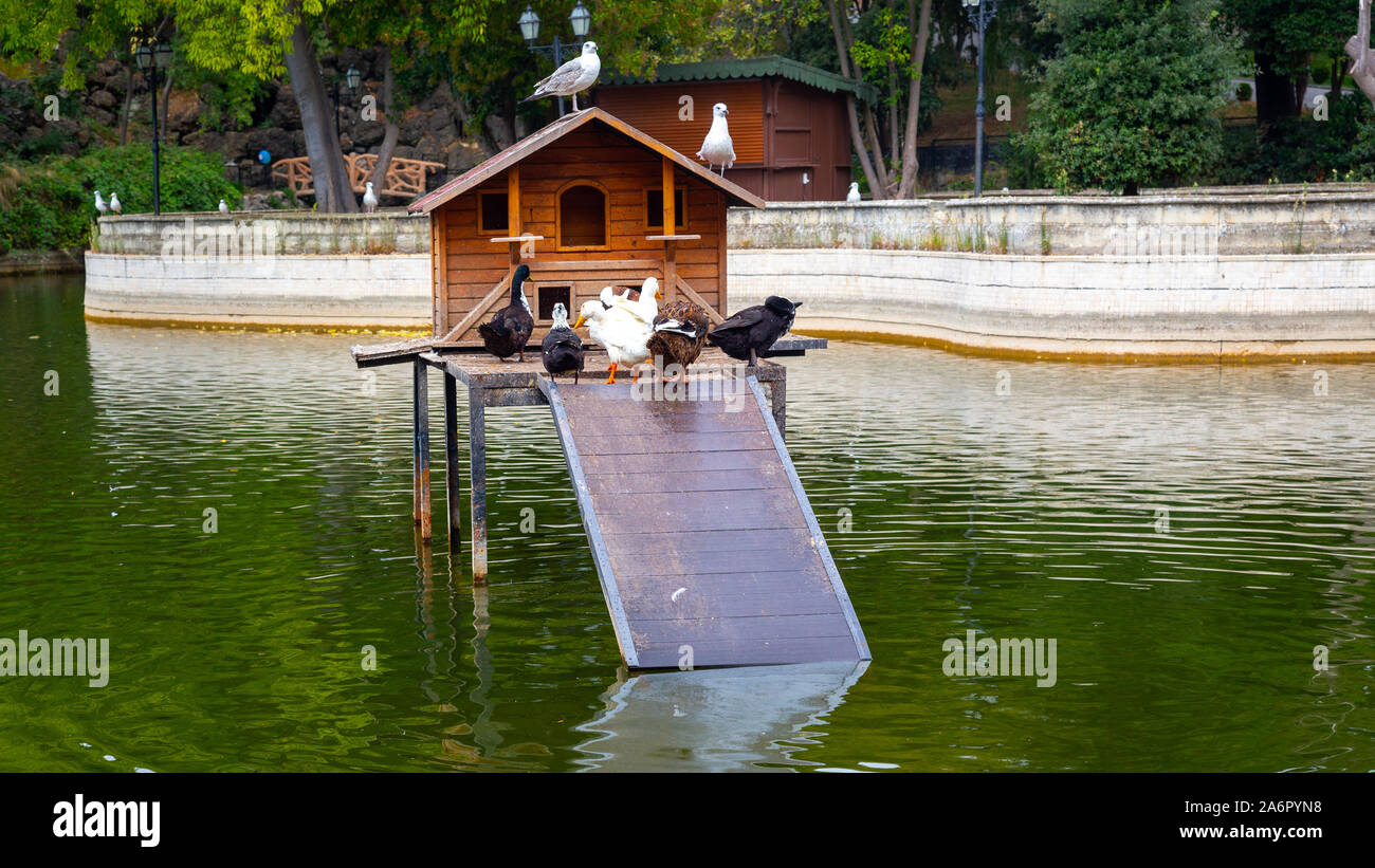 Wooden duck house hires stock photography and images Alamy