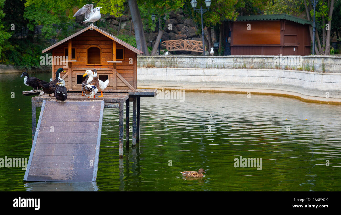 Wooden duck house hires stock photography and images Alamy