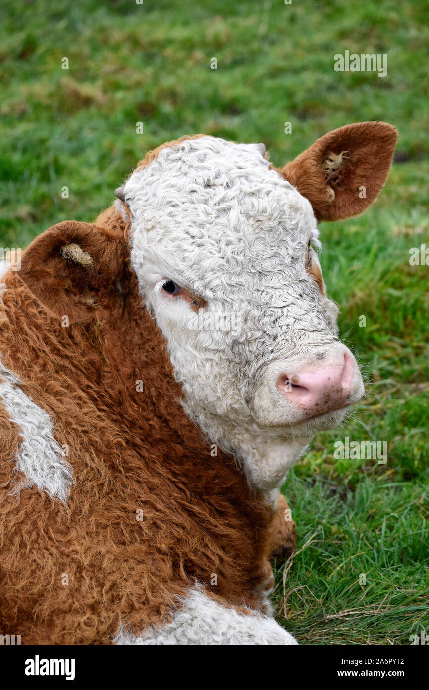 brown and white calf Stock Photo - Alamy