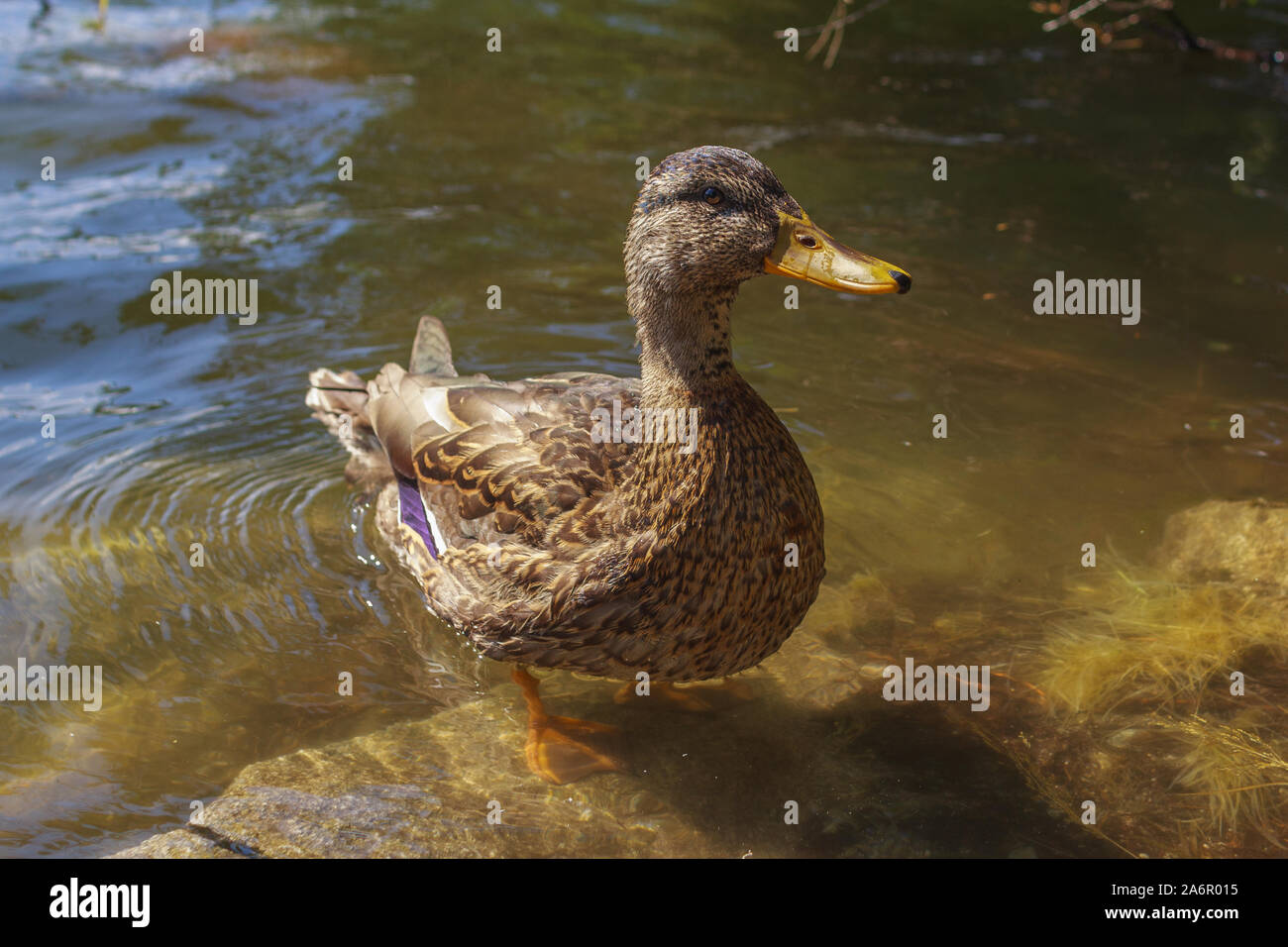 Funny dack standing in the water with purple wing. Stock Photo
