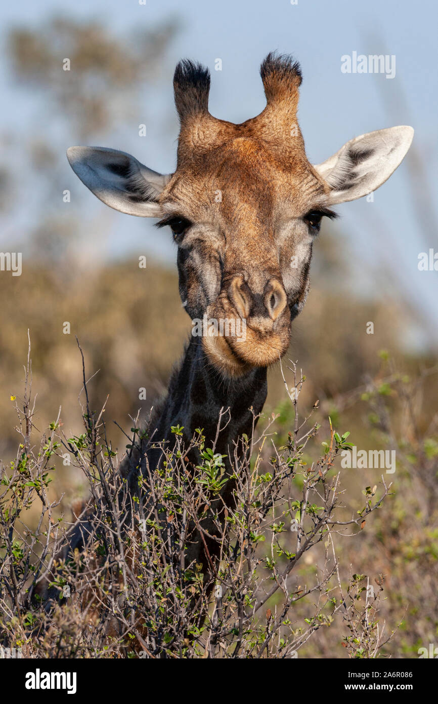 A male giraffe (Giraffa camelopardalis). An African even-toed ungulate mammal, the tallest living terrestrial animal and the largest ruminant. Savuti Stock Photo