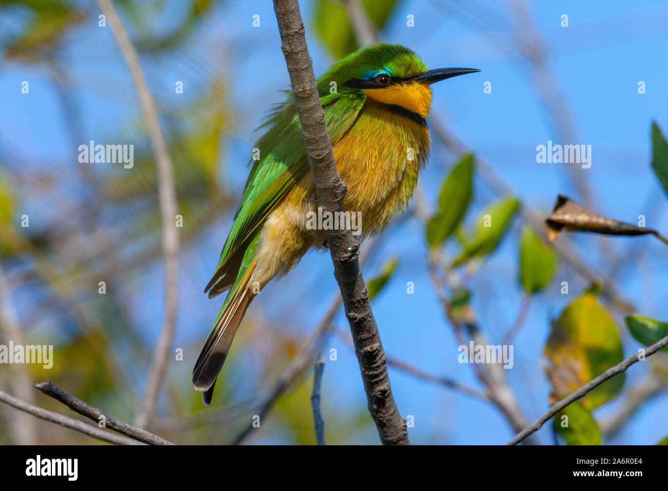 Little bee eater on a twig hi-res stock photography and images - Alamy