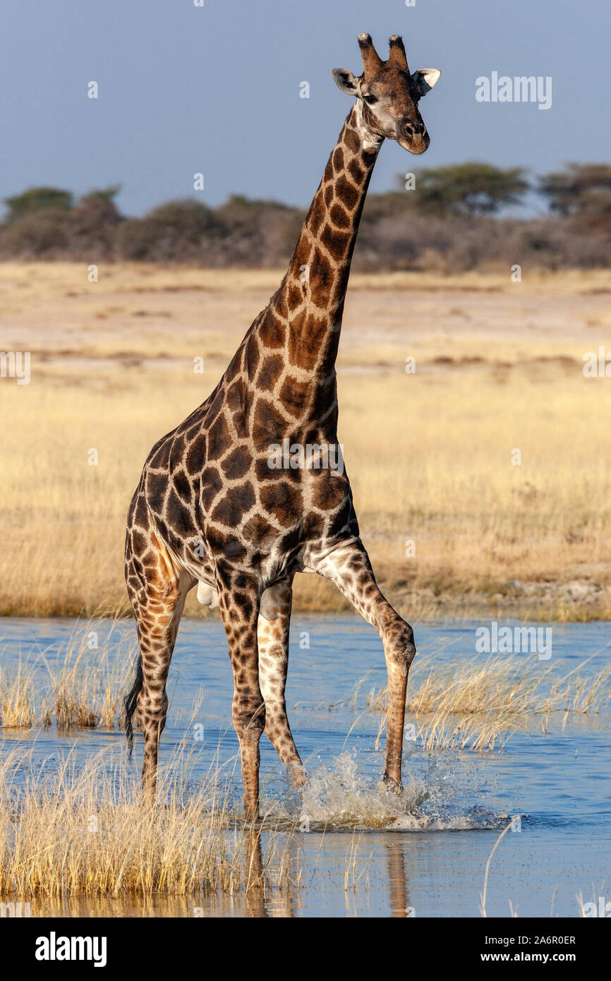 An adult male Giraffe (Giraffa camelopardalis) walking across a flooded salt pan in Etosha National Park in Namibia, Africa. Stock Photo