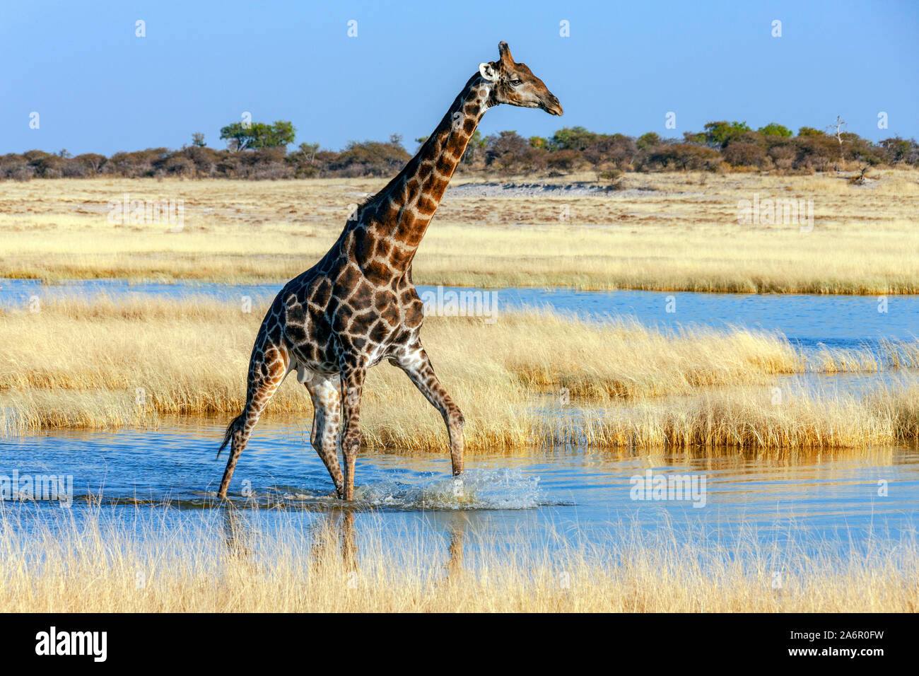 An adult male Giraffe (Giraffa camelopardalis) walking across a flooded salt pan in Etosha National Park in Namibia, Africa. Stock Photo