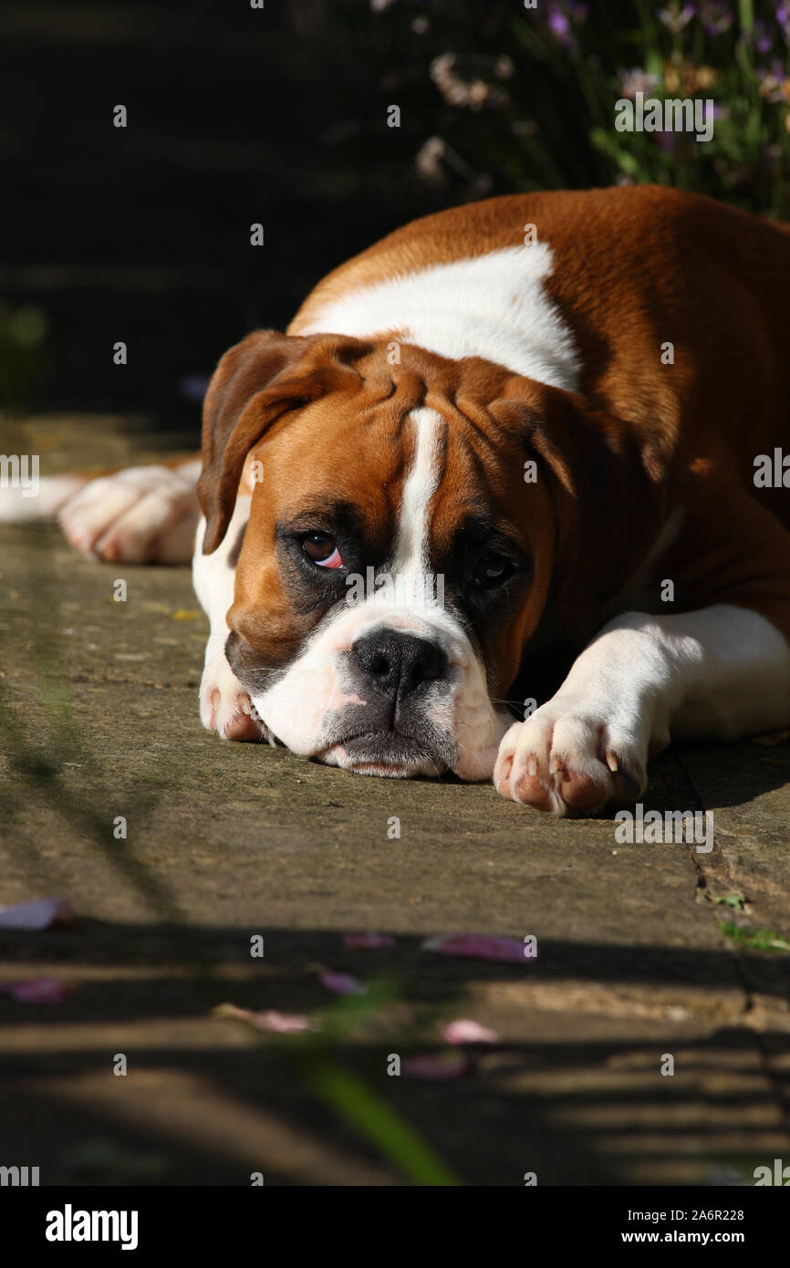 Portrait Boxer Puppy Lying Down High Resolution Stock Photography And Images Alamy Portrait Boxer Puppy Lying Down High Resolution Stock Photography And Images Alamy