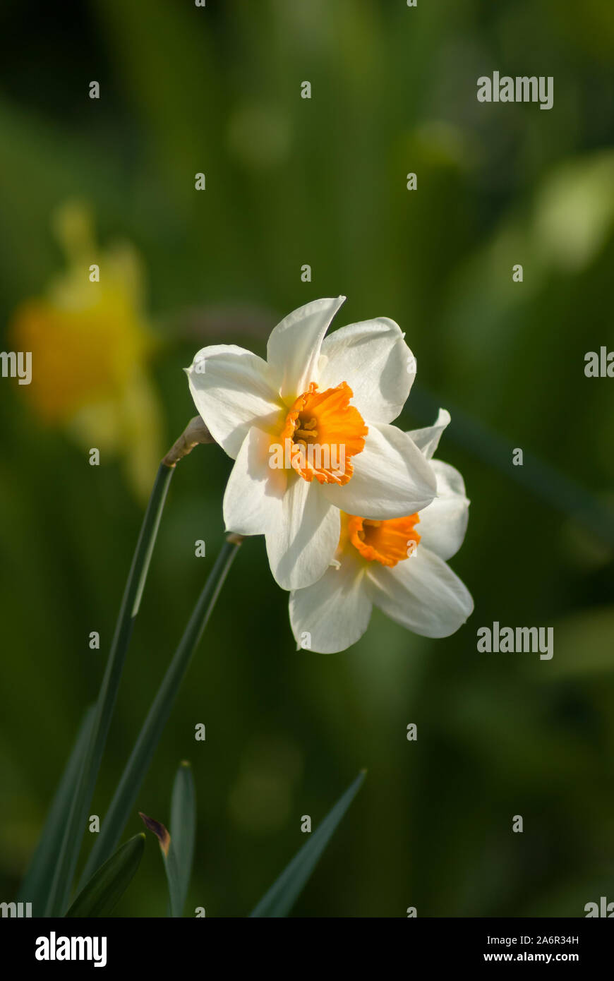 Narcissus blooming in early spring a bright yellow and white flower