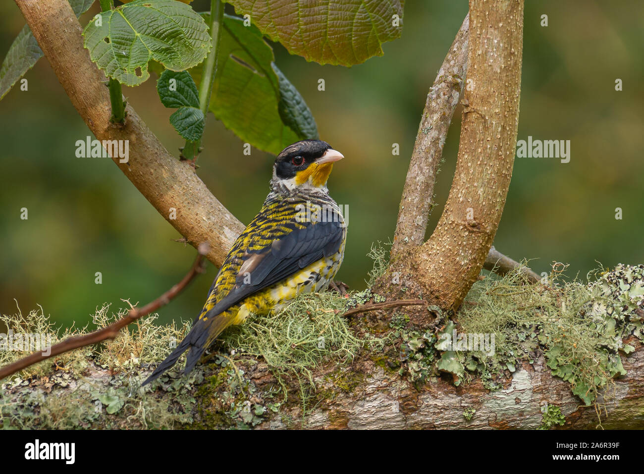 A male Swallow-tailed Cotinga (Phibalura flavirostris) standing on its nest. Stock Photo