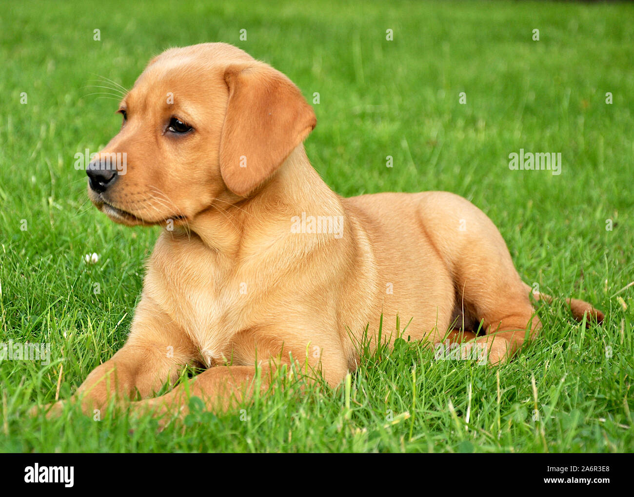 Red Fox Labrador Puppy On Lawn Stock Photo - Alamy