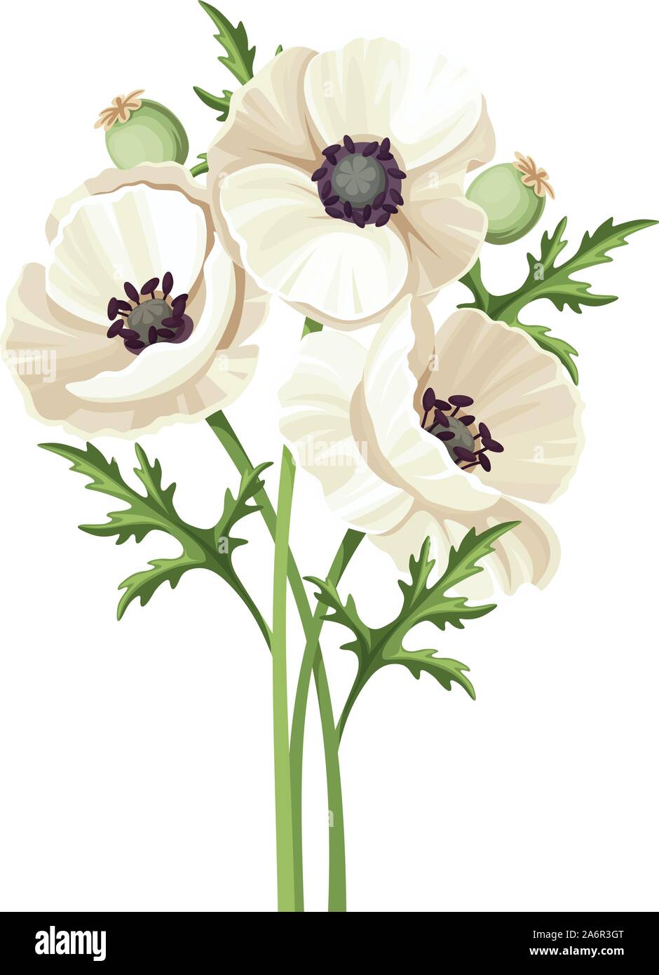 Vector bouquet of white poppy flowers isolated on a white background ...