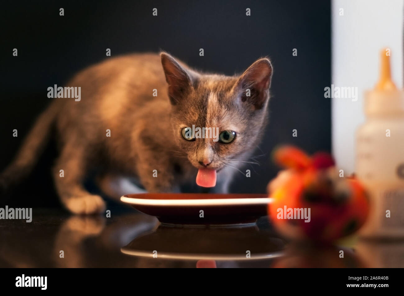 close up of a  two color face kitty drinking milk with her  tongue out Stock Photo