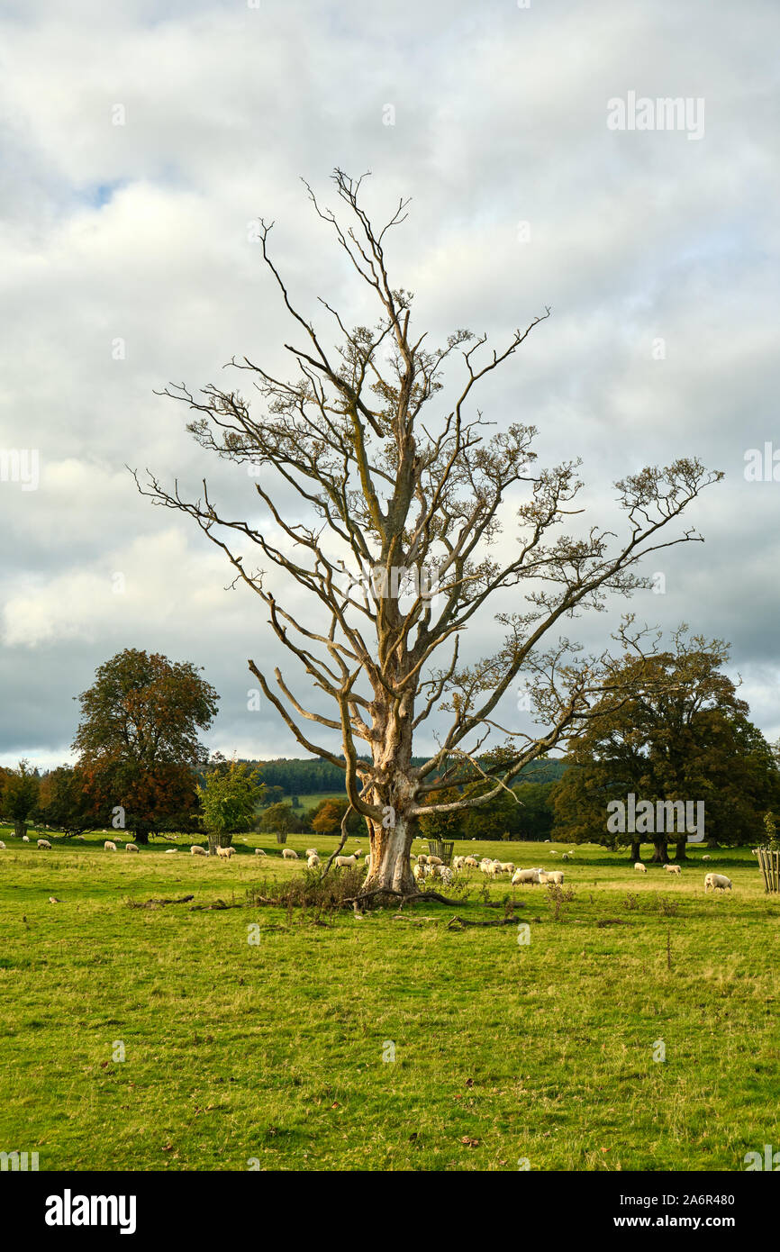 Diseased trees hires stock photography and images Alamy
