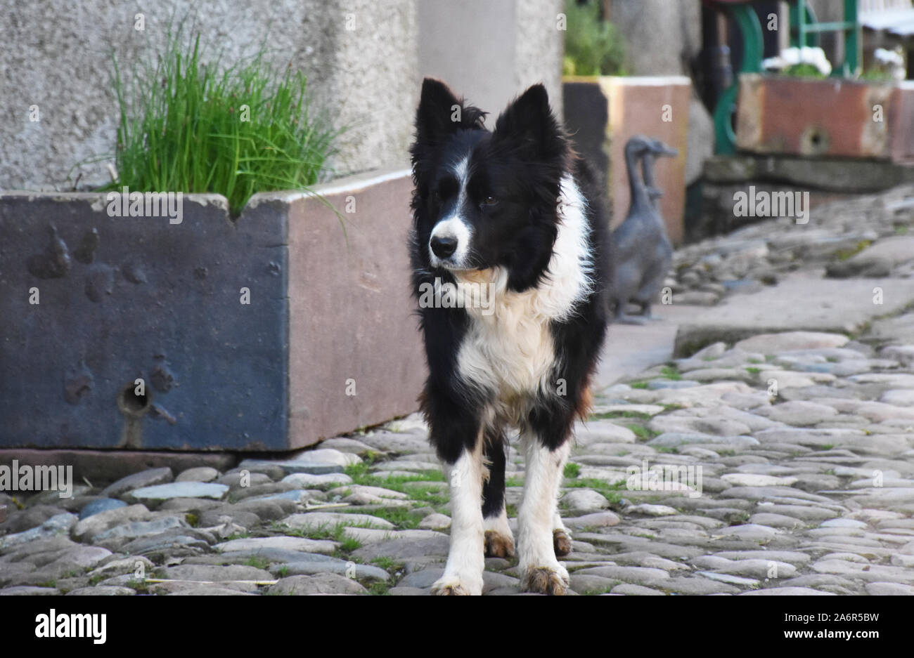 Adorable border collie dog with his ears forward. Stock Photo