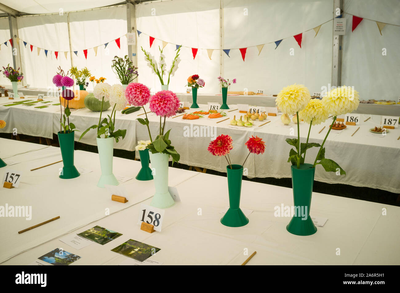 Dahlias in vases in the flower tent at the village flower show with Bunting Stock Photo
