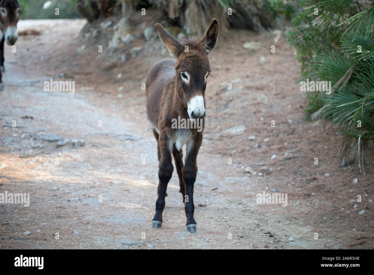 Donkey (Equus africanus asinus) Stock Photo