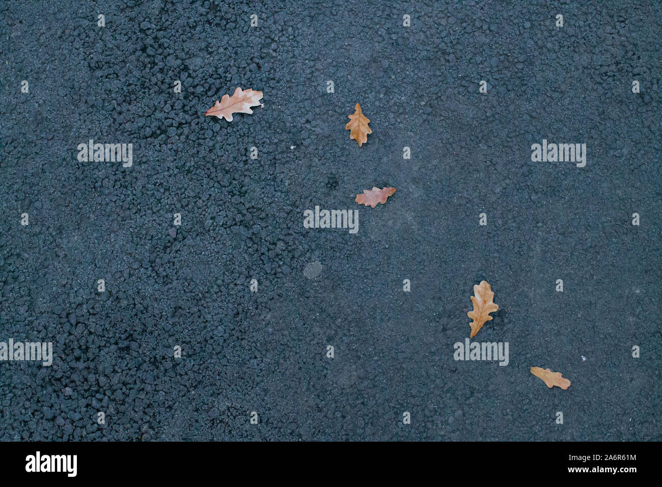 small autumn fallen oak leaves on gray asphalt Stock Photo - Alamy