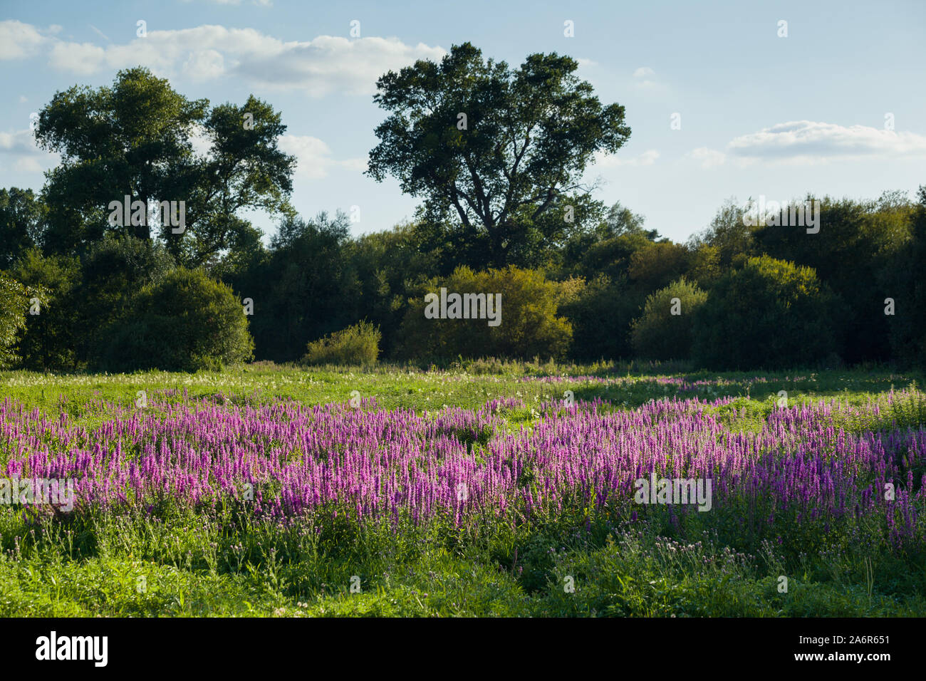 Clumps of the perennial wild flower Purple Loosestrife (Lythrum salicaria) in the evening sun in a wetland riverside water meadow by the Thames Stock Photo