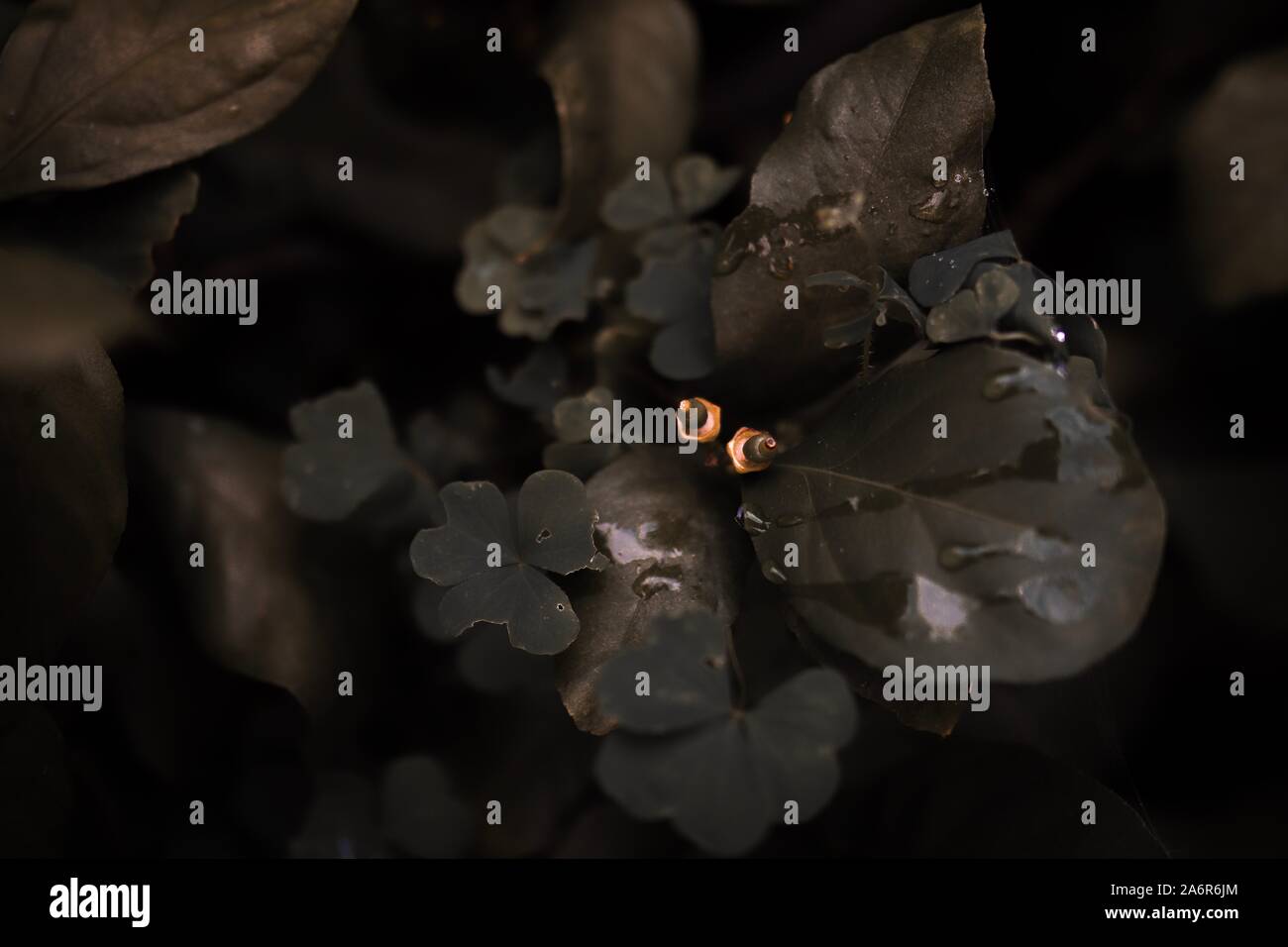 Flowers in closeup and macro shot with lots of detail. Perfect for wallpaper or backround. Naturephoto with rich colors. Lots of blurr and detail rich. Stock Photo