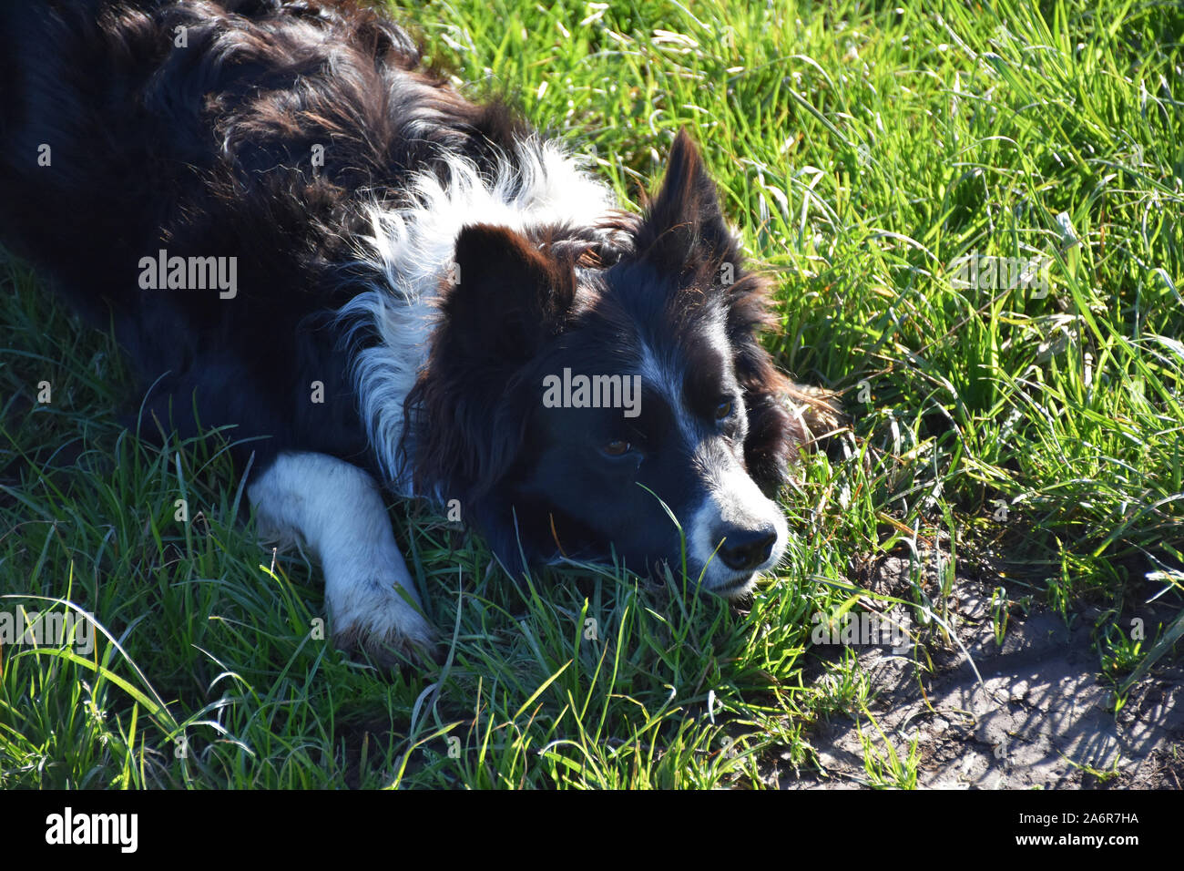 Grass Field With A Border Collie Dog Laying Down Stock Photo
