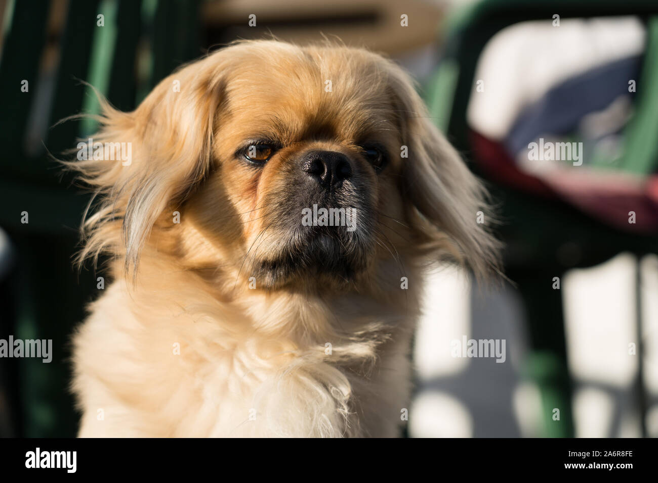 Male pekingese dog Stock Photo