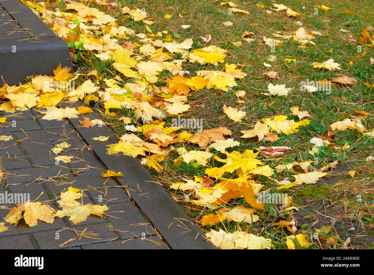 Maple leaves on the pavement hi-res stock photography and images - Alamy