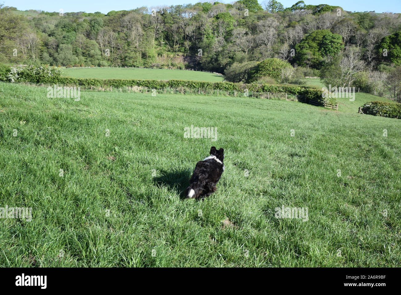 Why Do Border Collies Run Away?: Unveiling the Mystery