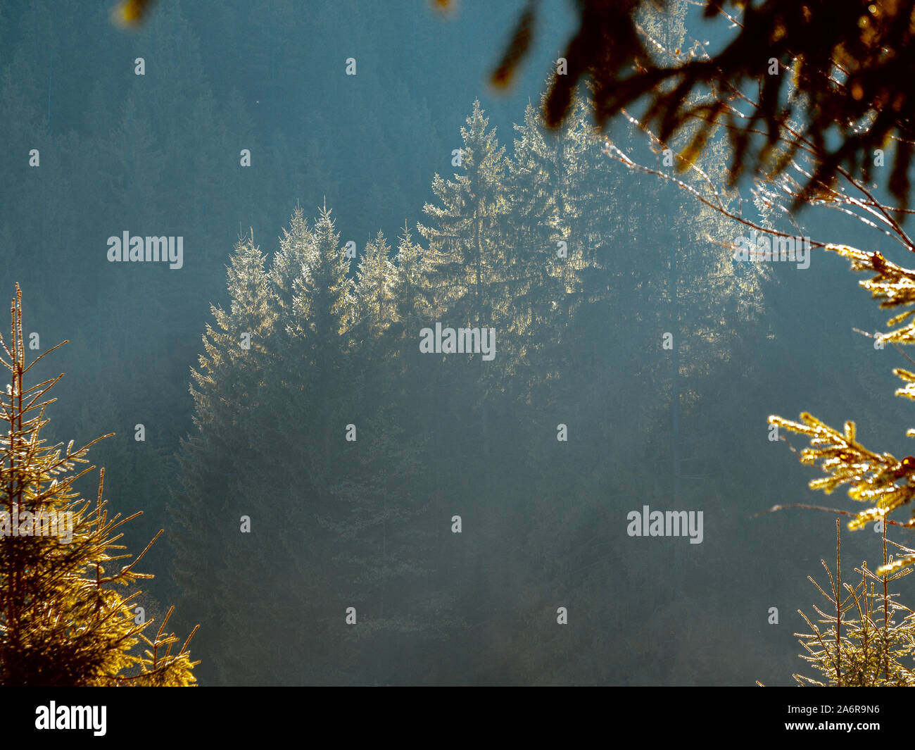 Trees lit by the morning sun in the forest Stock Photo - Alamy