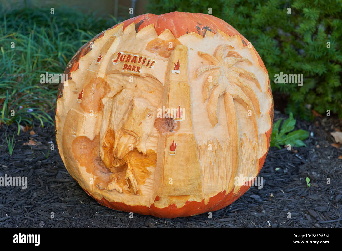 Dinosaur Pumpkin Carving Contest during Community Halloween Festival Stock Photo