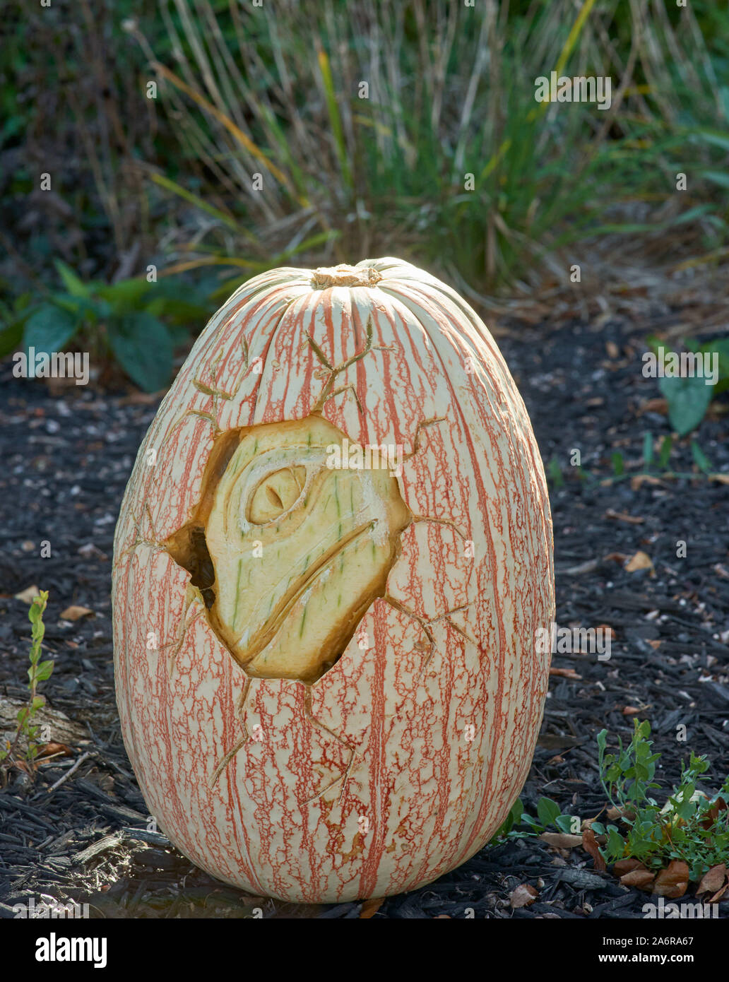 Dinosaur Pumpkin Carving Contest during Community Halloween Festival ...