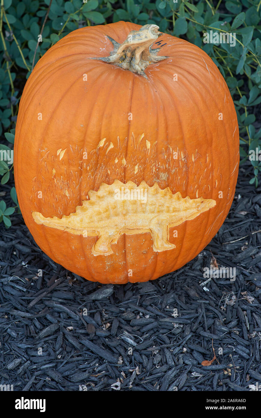 Dinosaur Pumpkin Carving Contest during Community Halloween Festival Stock Photo