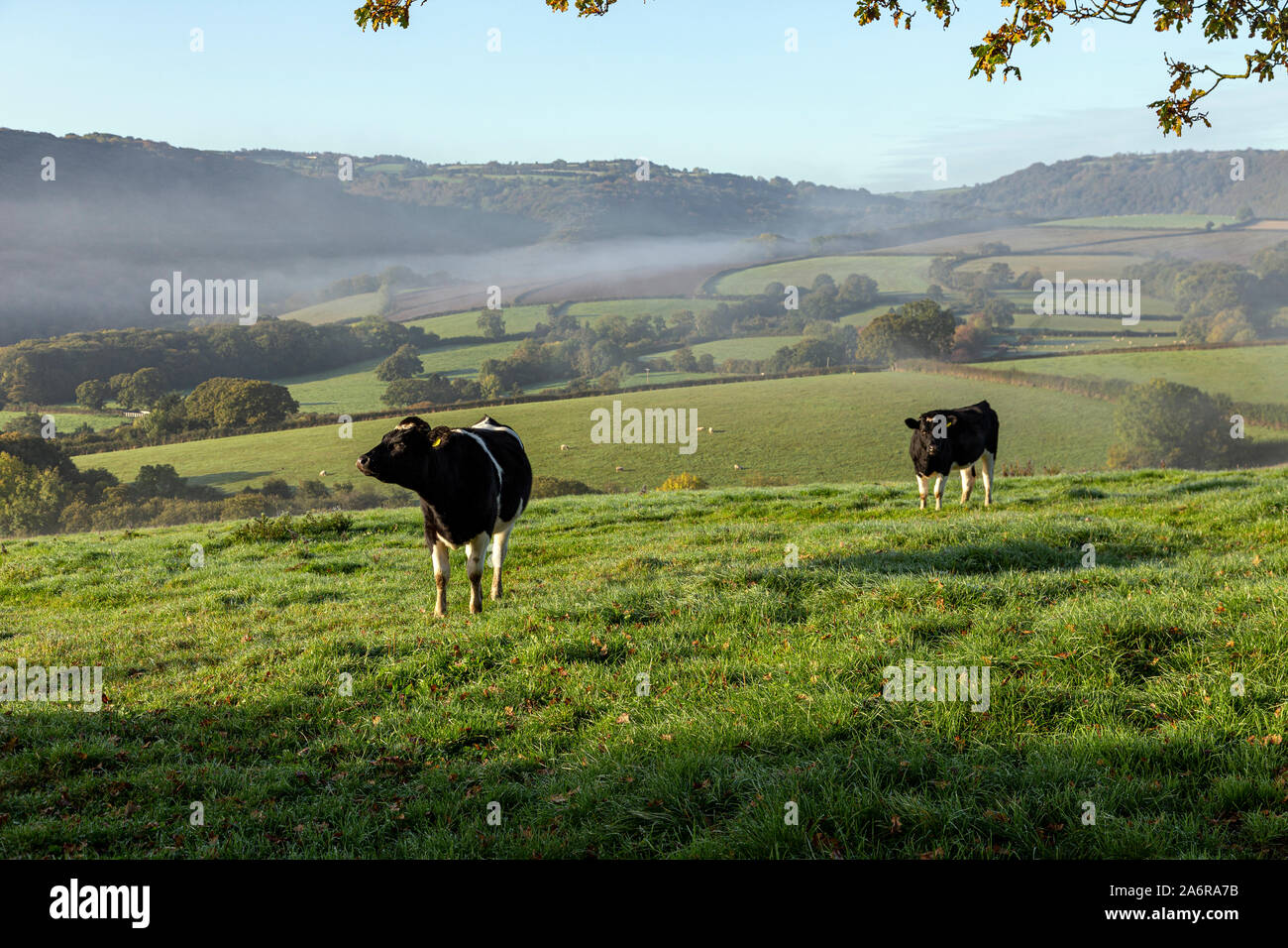 Agricultural Field near Dunsford,Agriculture, Devon, Dramatic Landscape, Dramatic Sky, England, English Culture, Dartmoor National Park, Farm, Stock Photo