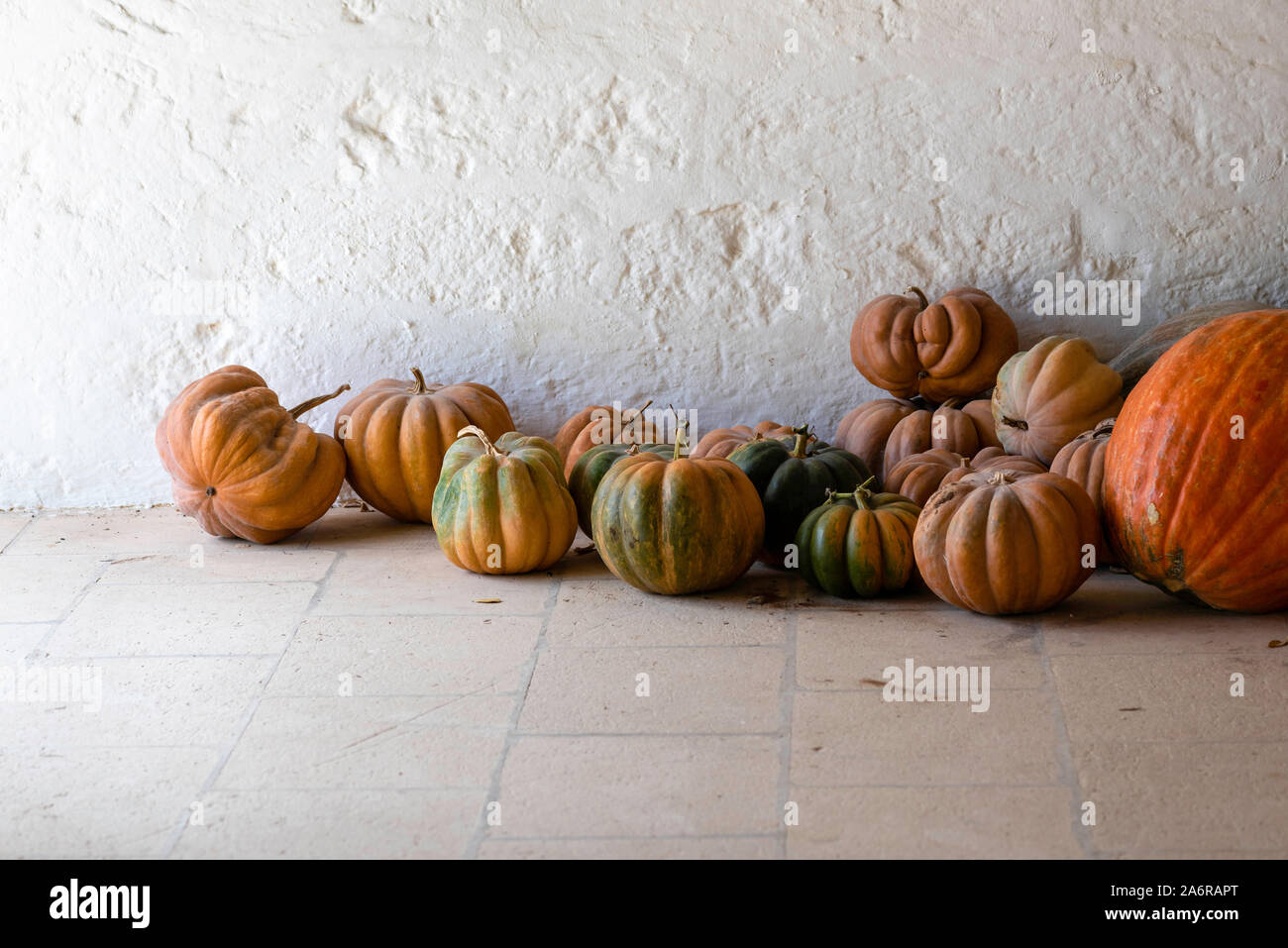 Pumpkin variety, edible pumpkins for cooking and Halloween squash Stock Photo