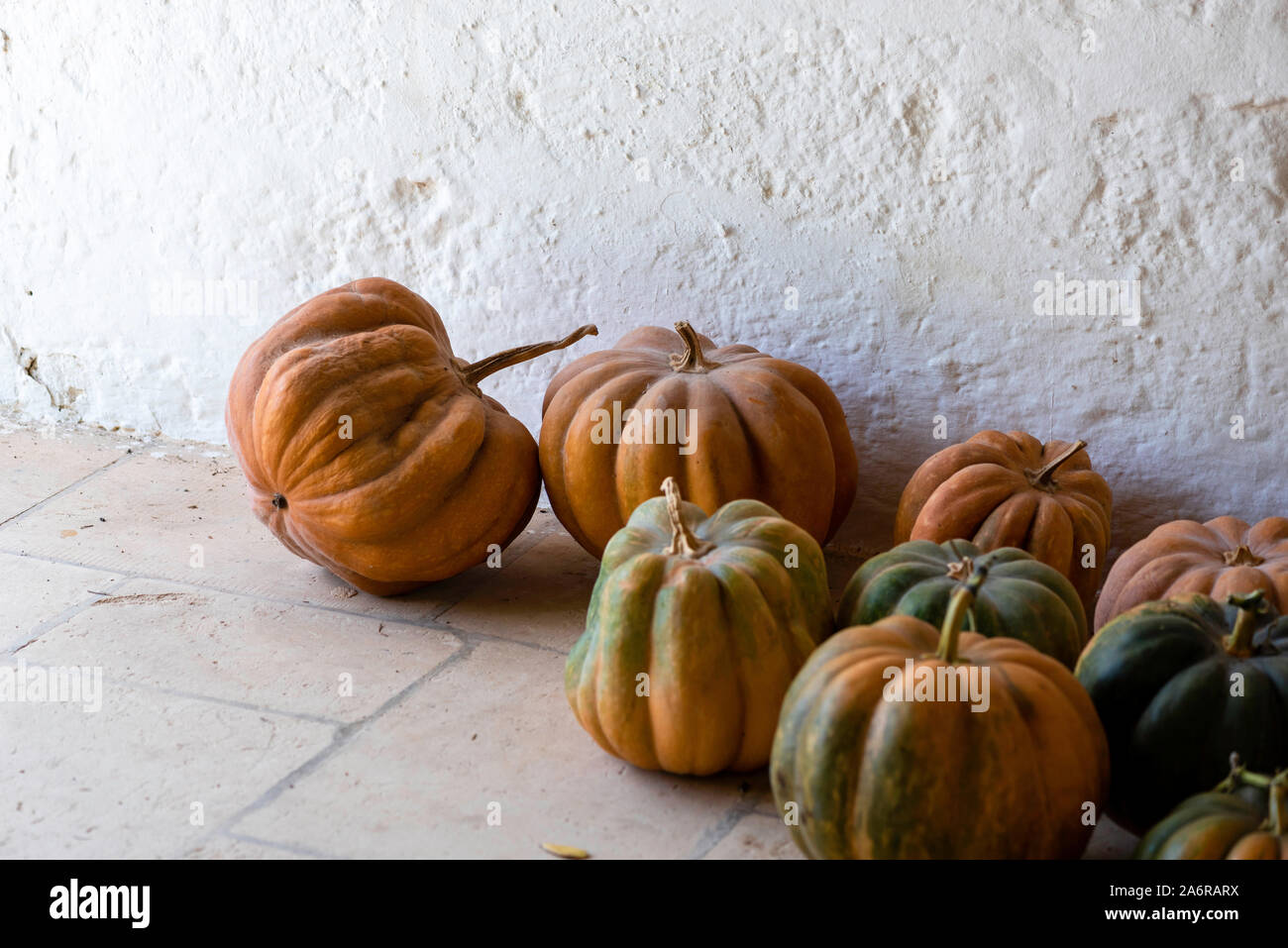 Pumpkin variety, edible pumpkins for cooking and Halloween squash Stock