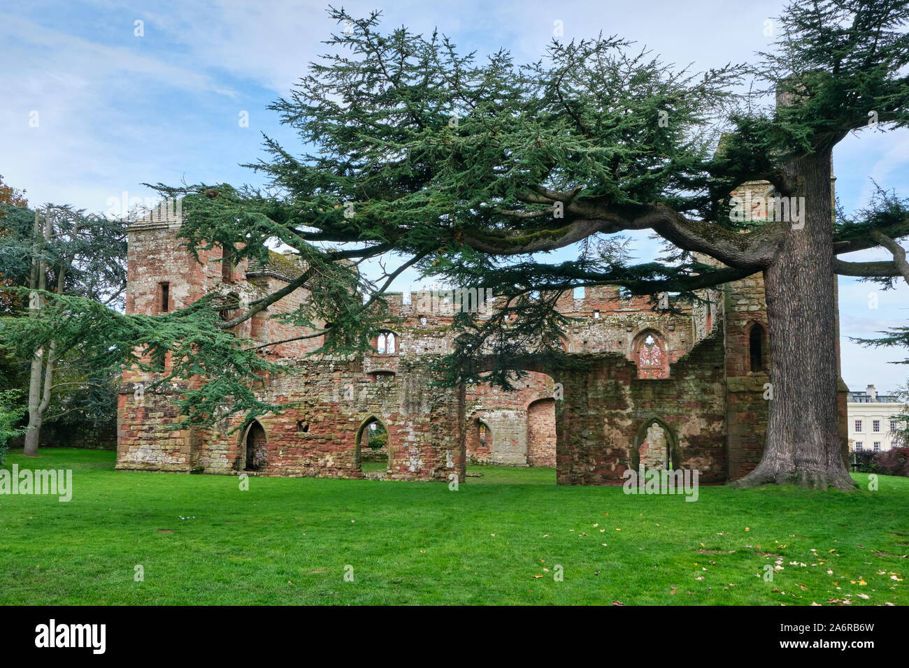 A large Lebanon cedar tree Cedrus libani growing in the grounds of the ruined Acton Burnell castle, A 13th century fortified manor house in shropshire Stock Photo