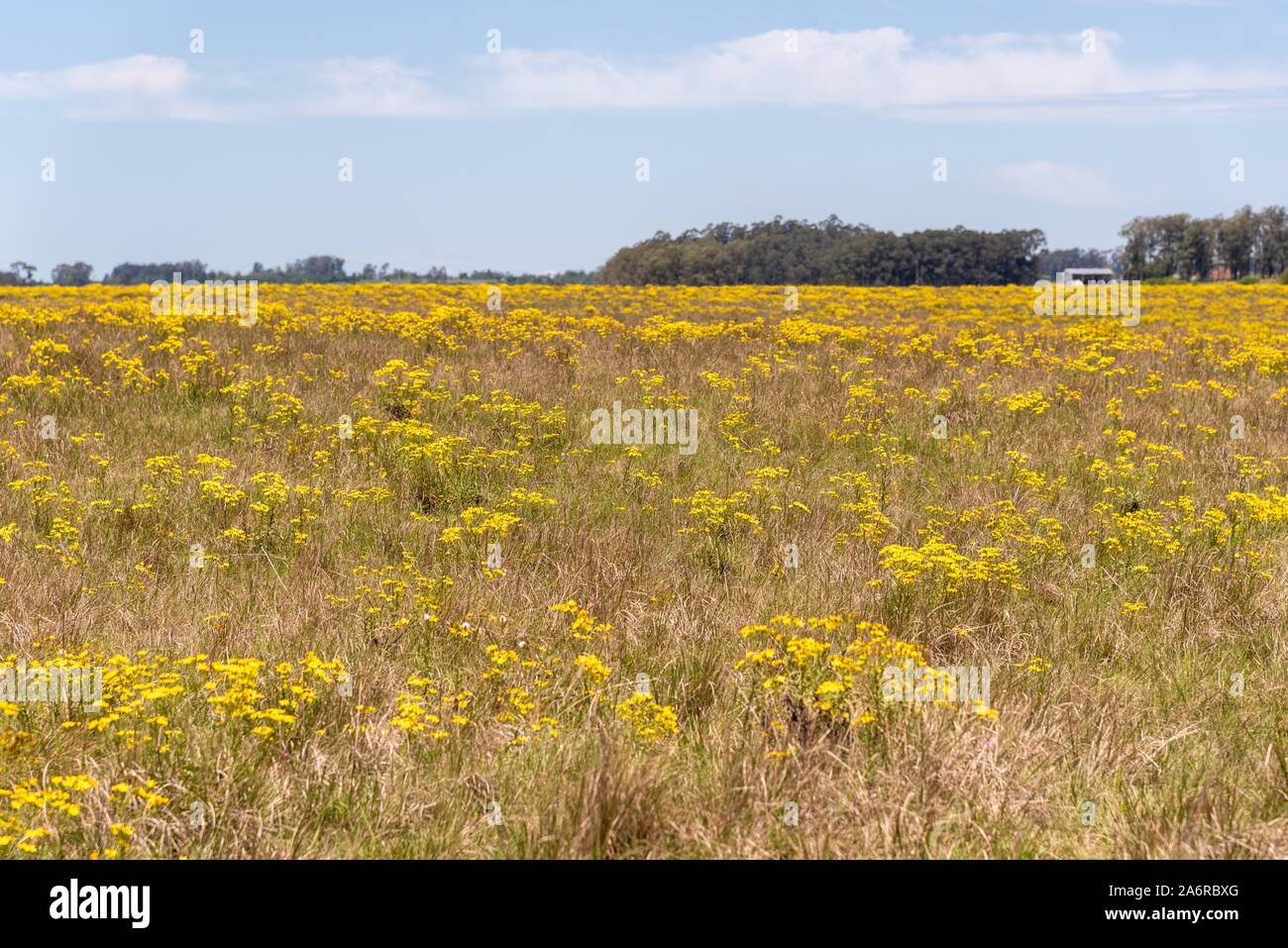 Fields with yellow flowers from Senecio Brasilienses, , is a perennial species of the genus Senecio and family Asteraceae. It is native to fields and Stock Photo