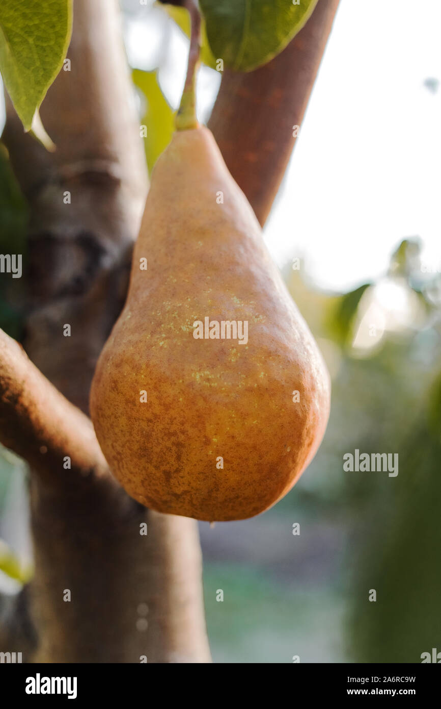 Juicy pear hi-res stock photography and images - Alamy