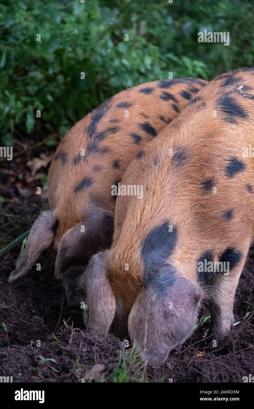 Oxford Sandy and Black pigs in New Forest, Hampshire UK. During the