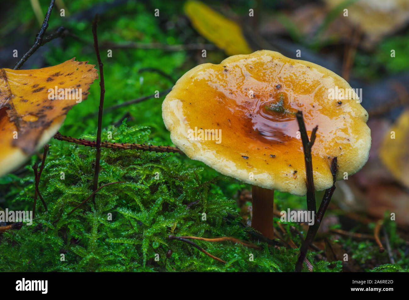 Wild forest mushroom cortinarius delibutus captured in Lithuania forest, Europe. Stock Photo