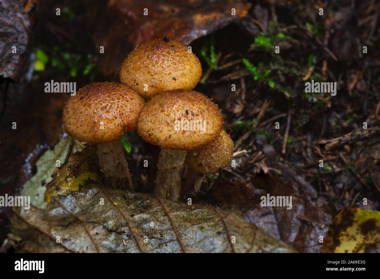 Macro photograph of armillaria mellea mushroom captured during autumn season in Lithuanian forest. Stock Photo