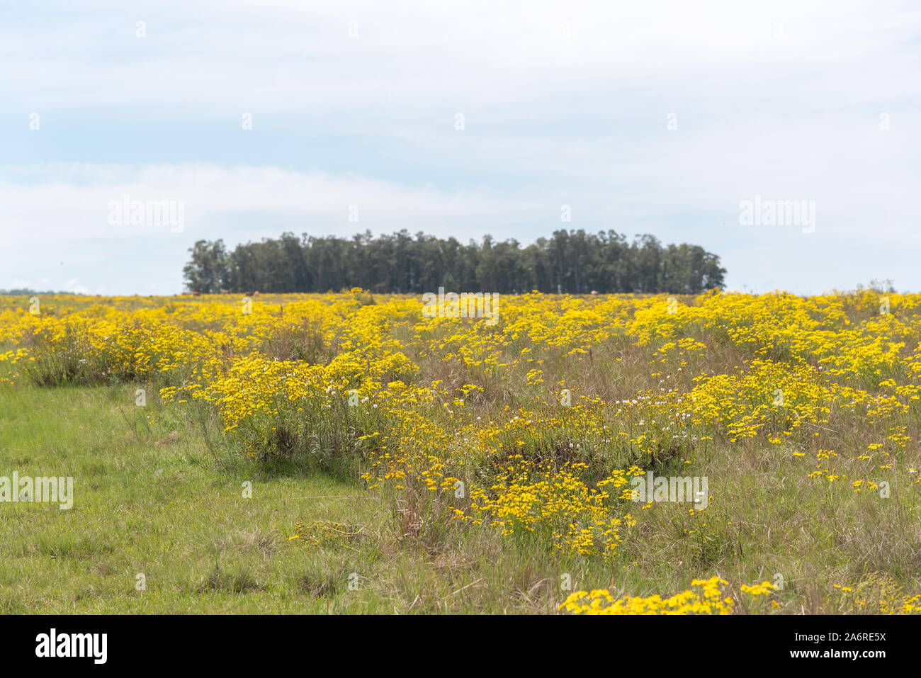 Fields with yellow flowers from Senecio Brasilienses, , is a perennial species of the genus Senecio and family Asteraceae. It is native to fields and Stock Photo