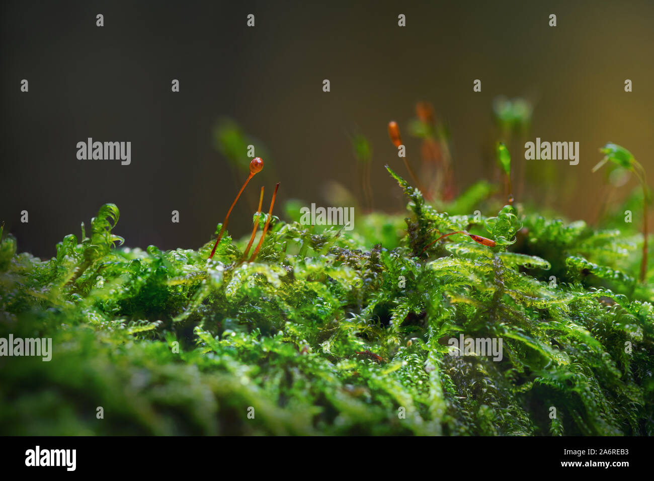 Close up photograph of wet growing forest moss on old branch, captured in deep forest of Lithuania during autumn season. Stock Photo